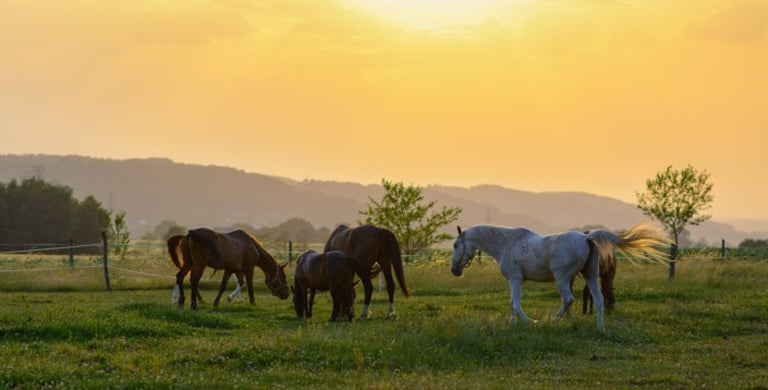 conversory-puchasplus-loipersdorf-reiten-2