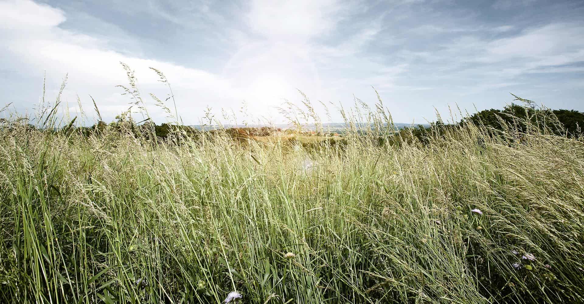 conversory-puchasplus-stegersbach-streetstepper-4